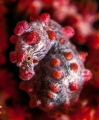 Pygmy Seahorse Pygmy Seahorse