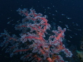Gorgonian Coral Acanthogorgia with glassfishs Gorgonian Coral Acanthogorgia with glassfishs