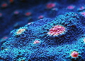 Chalice coral surface. Chalice coral surface.