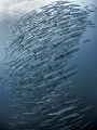 ..the masks that the monsters wear.. PH
Chevron Barracuda Sphyraena qenie
Sail Rock Thailand ..the masks that the monsters wear.. PH
Chevron Barracuda Sphyraena qenie
Sail Rock Thailand
