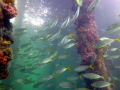 Schooling Yellow tail Fish Edithburgh Jetty South Australia Schooling Yellow tail Fish Edithburgh Jetty South Australia