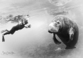 Congrats. to the Florida Manatee for being upgraded from Endangered to Threatened status. Congrats. to the Florida Manatee for being upgraded from Endangered to Threatened status.
