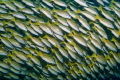 Traffic Buestripe Fish Raja Ampat Traffic Buestripe Fish Raja Ampat