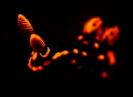 Nebrotha with UV lighting. No strobes Nebrotha with UV lighting. No strobes