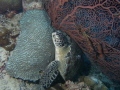 Hidden turtle Hidden turtle