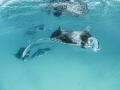 Hanifaru Mantas Hanifaru Mantas