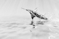 Flying Fish Flying Fish