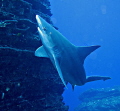 Sand-Shark in Kauai