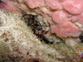 Peacock Mantis shrimp Odontodactylus scyllarus under Barrel Sponge Xestospongia testudinaria Peacock Mantis shrimp Odontodactylus scyllarus under Barrel Sponge Xestospongia testudinaria
