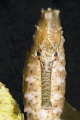 Thorny seahorse Thorny seahorse