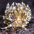 Herviella Herviella