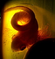 Embryo of a Swell-shark inside Mermaid-Purse case
Monterey California