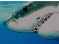 Great White Shark, Guadalupe Island