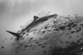 Tiger Shark in the sea of Maldives
Canon EOS-1 Ds III in Seacam housing