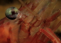 Shrimp s eye Shrimp s eye