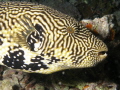 Map Puffer Arothron mappa Map Puffer Arothron mappa