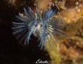 Just a few cm small but beautiful colours the driekantige kalkkokerworm spirobranchus triquenter Just a few cm small but beautiful colours the driekantige kalkkokerworm spirobranchus triquenter