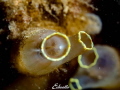 Doorschijnende zakpijp ciona intestinalis Doorschijnende zakpijp ciona intestinalis
