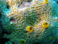 Yellow boring sponge Cliona celata not 100 sure Yellow boring sponge Cliona celata not 100 sure
