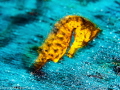 Speedy seahorse Speedy seahorse