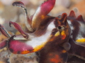 Flamboyant cuttlefish Flamboyant cuttlefish