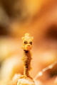 Very small but charismatic yellow bargibandi pygmy seahorse.
Nikon D850 105 micro SMC 2. Very small but charismatic yellow bargibandi pygmy seahorse.
Nikon D850 105 micro SMC 2.
