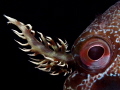 Parablennius gattorugine
It s eye branched head tentacles Parablennius gattorugine
It s eye branched head tentacles