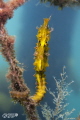 seahorse cowboy shot seahorse cowboy shot