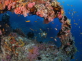 coral window coral window