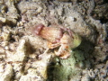 Jeweled Anemone Hermit Crab Dardanus gemmatus Jeweled Anemone Hermit Crab Dardanus gemmatus