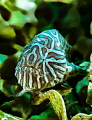 After many years of trying I finally got to see him in Ambon...the Psychedelic Frogfish After many years of trying I finally got to see him in Ambon...the Psychedelic Frogfish