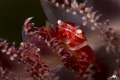 Porcelain crab on the pennatula Porcelain crab on the pennatula