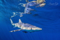 Blue shark with Reflex Cabo San Lucas M xico Blue shark with Reflex Cabo San Lucas M xico
