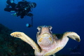 Naughty turtle Naughty turtle