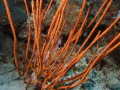 Whip Coral Whip Coral