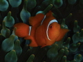 Baby Spinecheek Anemonefish Baby Spinecheek Anemonefish