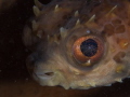 Porcupine pufferfish Porcupine pufferfish