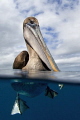 Curious Brown Pelican Isla Daphne Mayor Gal pagos Curious Brown Pelican Isla Daphne Mayor Gal pagos