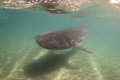 Whale shark cruising by the boat at La PAz Whale shark cruising by the boat at La PAz
