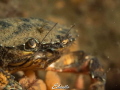 Gewone krab carcinus maenas Gewone krab carcinus maenas