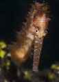 Sea horse Hippocampus histrix Sea horse Hippocampus histrix