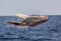 Male humpback breaching near our boat Male humpback breaching near our boat