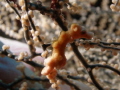Pygmy Seahorse Hippocampus bargibanti Pygmy Seahorse Hippocampus bargibanti