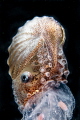 Female paper nautilus on a jellyfish. Female paper nautilus on a jellyfish.