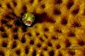 Blennie sp. Acanthemblemaria spinosa Roatan Marine Park Blennie sp. Acanthemblemaria spinosa Roatan Marine Park