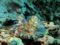 Feather Duster Worm X mas tree worm Spirobranchus cf giganteus Feather Duster Worm X mas tree worm Spirobranchus cf giganteus