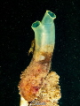 Doorschijnende zakpijp ciona intestinalis en veranderlijke steurgarnaal palaemon serratus Doorschijnende zakpijp ciona intestinalis en veranderlijke steurgarnaal palaemon serratus