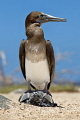 Blue footed Booby Sula nebouxii Juvenile without typically colored feet Blue footed Booby Sula nebouxii Juvenile without typically colored feet