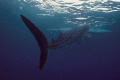 The back side of the wale shark The back side of the wale shark