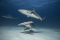 A trio of the oceans predators patrol the sandy banks of Tiger Beach in the Bahamas. The endangered Great Hammerhead comes in for a close fly-by while Caribbean reef sharks circle above and behind.